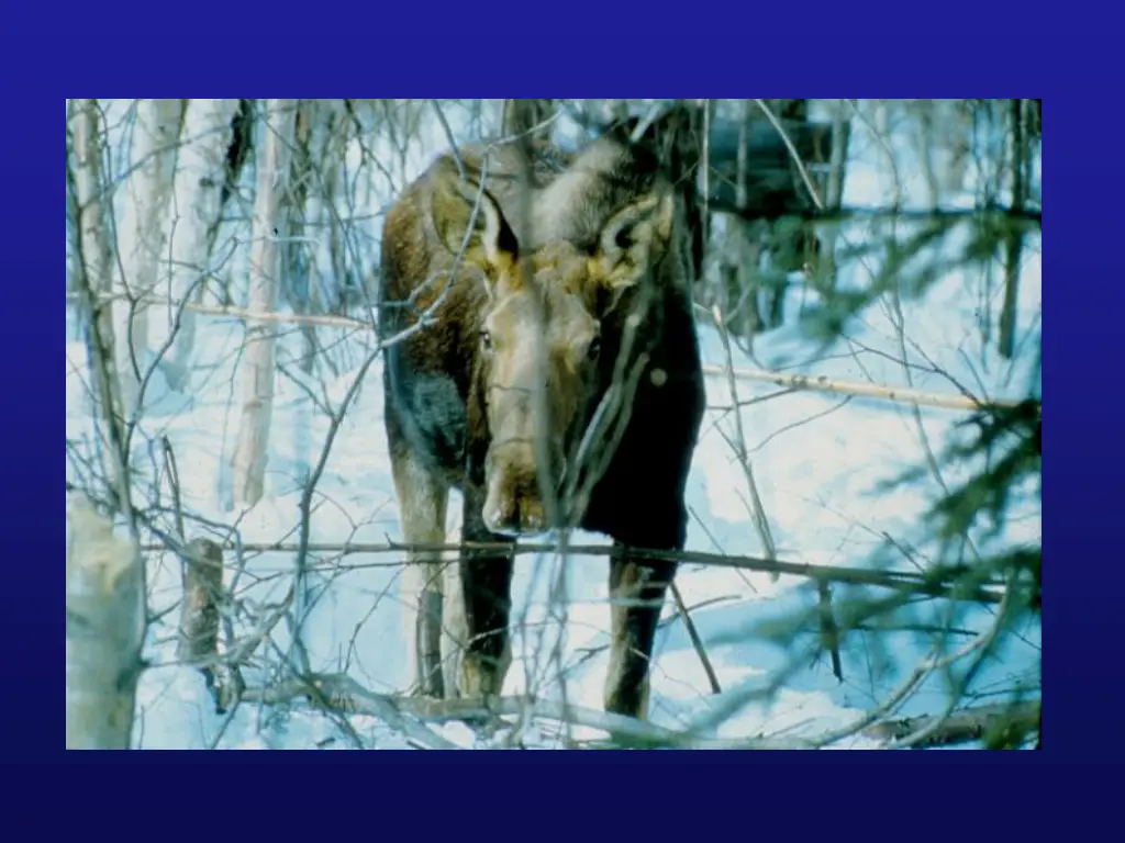 slide18
