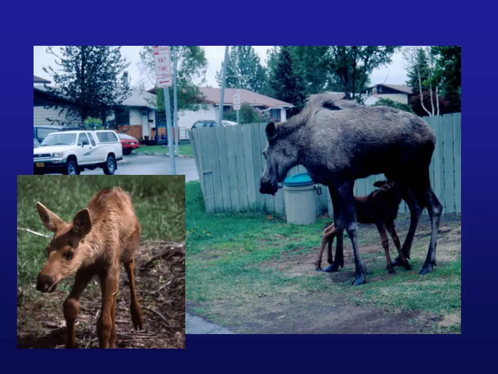 slide19