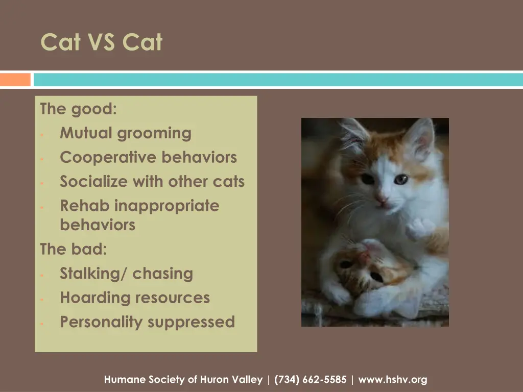 cat vs cat