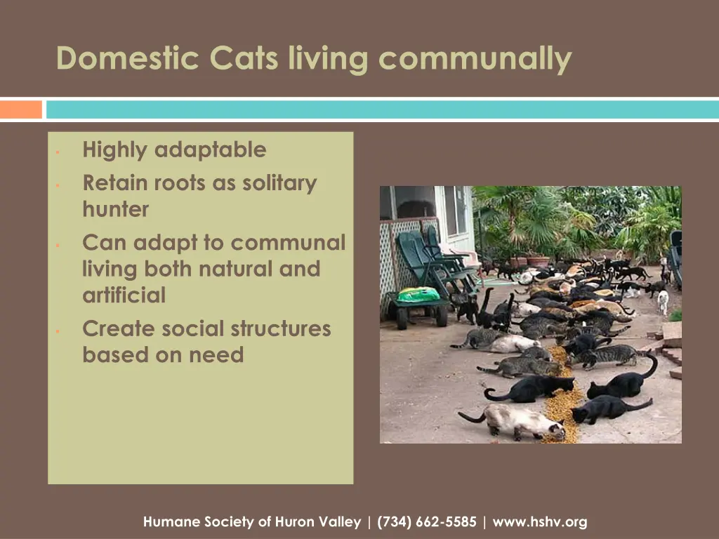 domestic cats living communally
