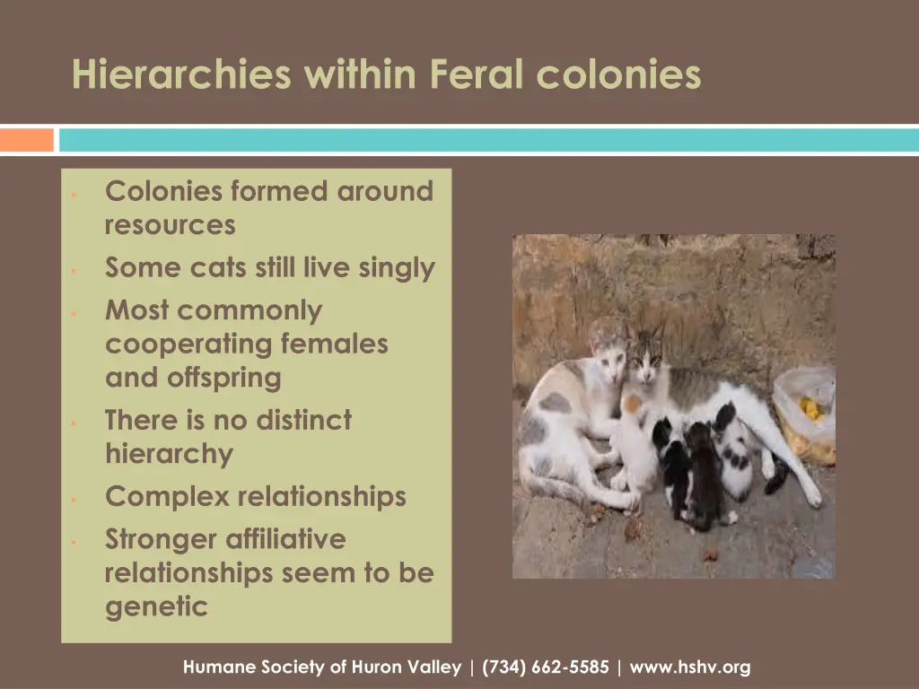 hierarchies within feral colonies