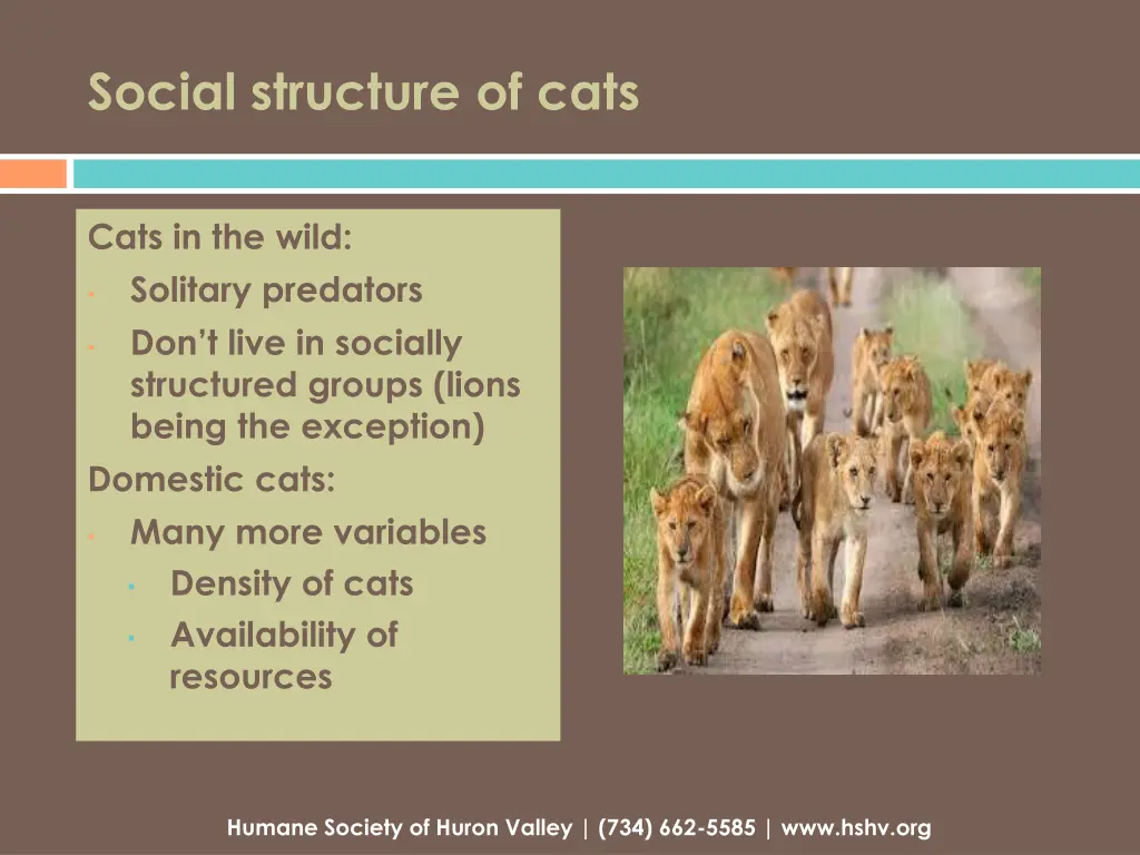 social structure of cats