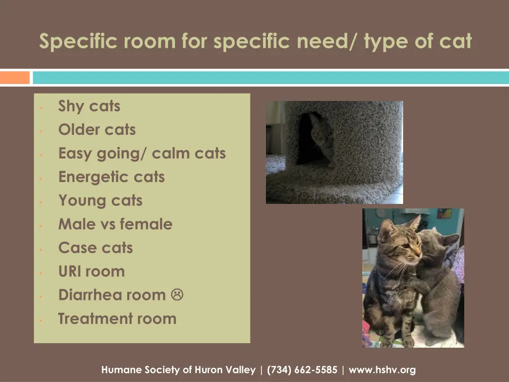 specific room for specific need type of cat