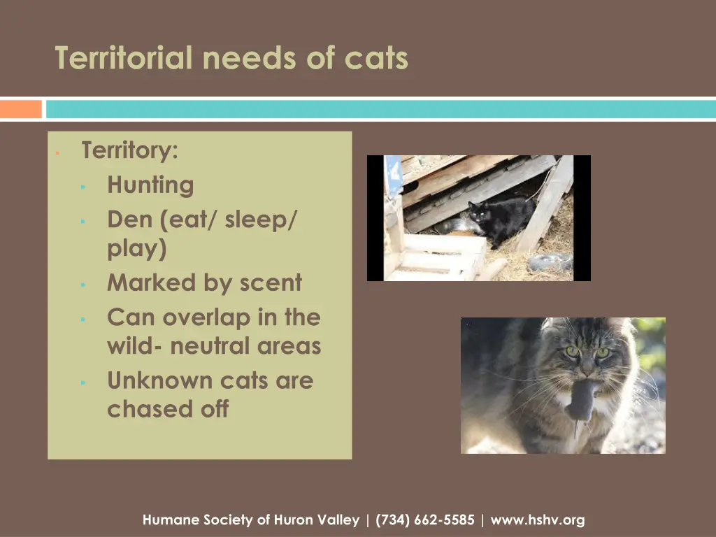 territorial needs of cats