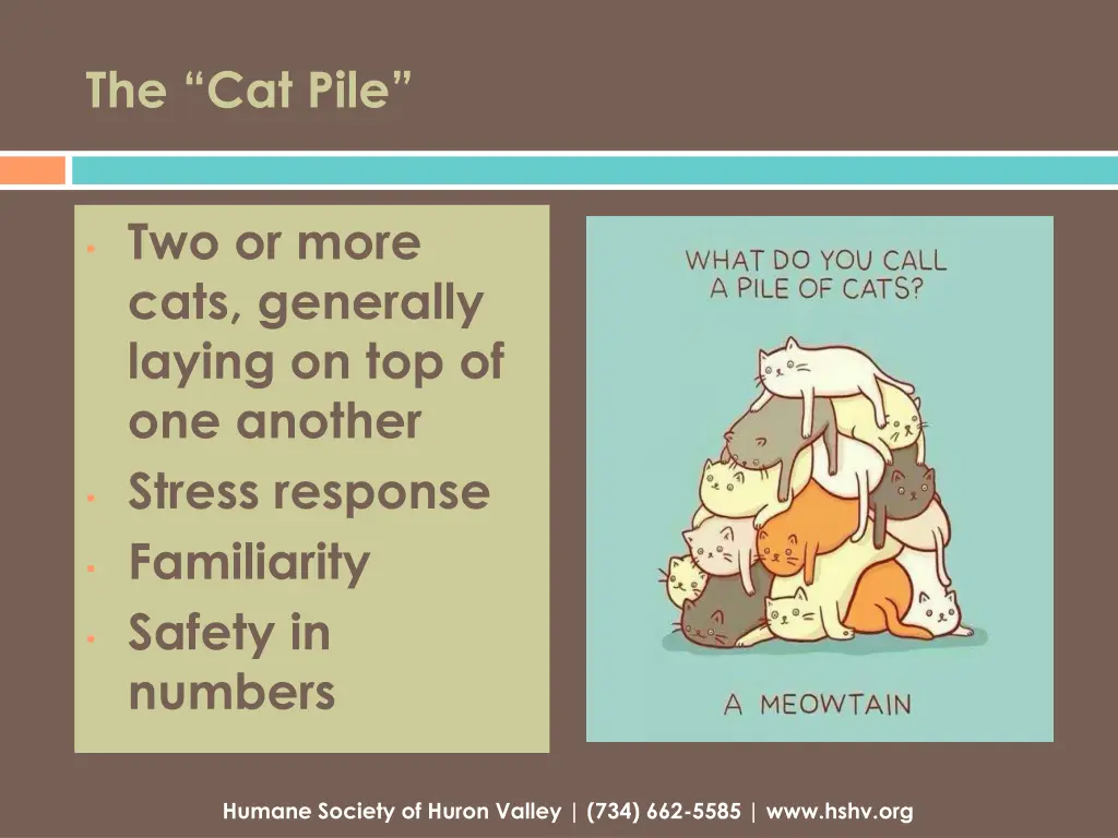 the cat pile