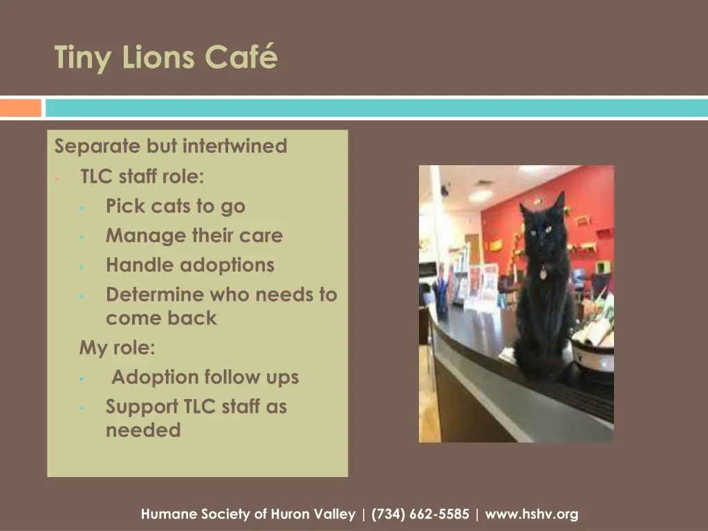 tiny lions caf
