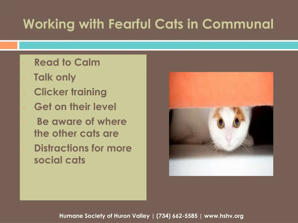 working with fearful cats in communal 1