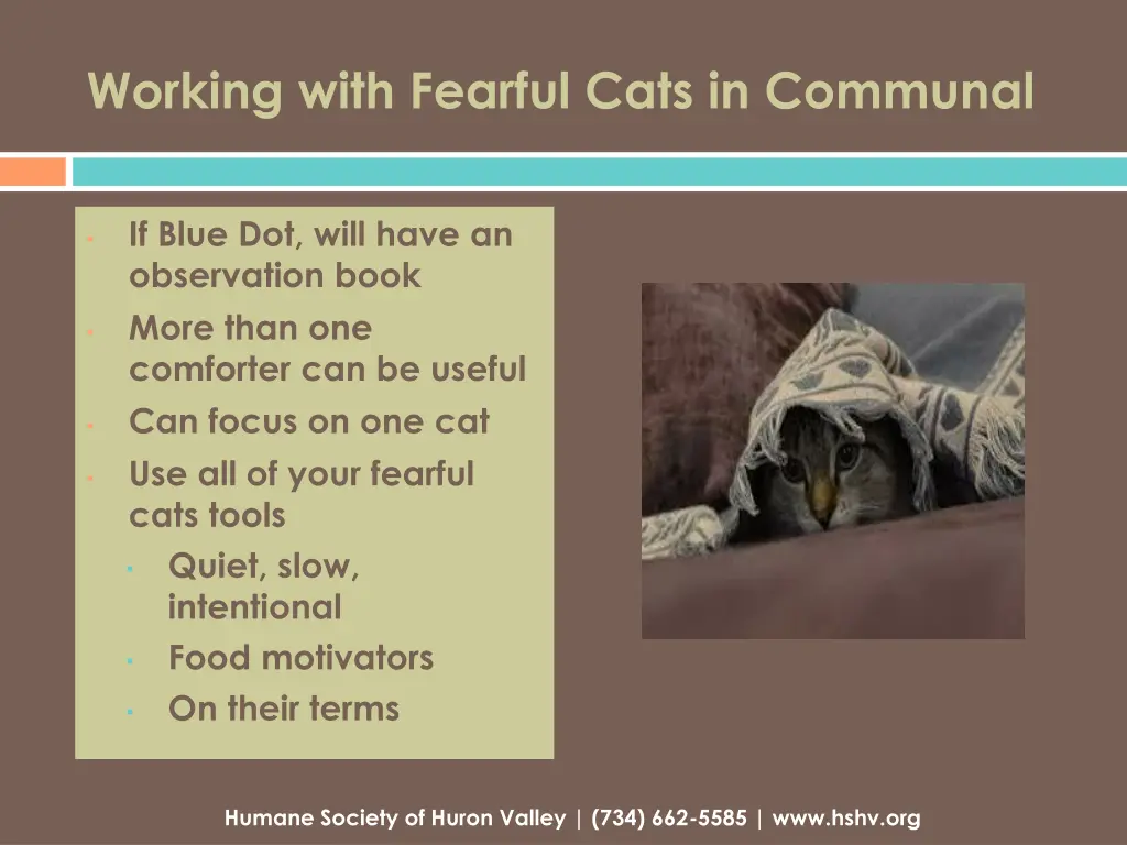 working with fearful cats in communal