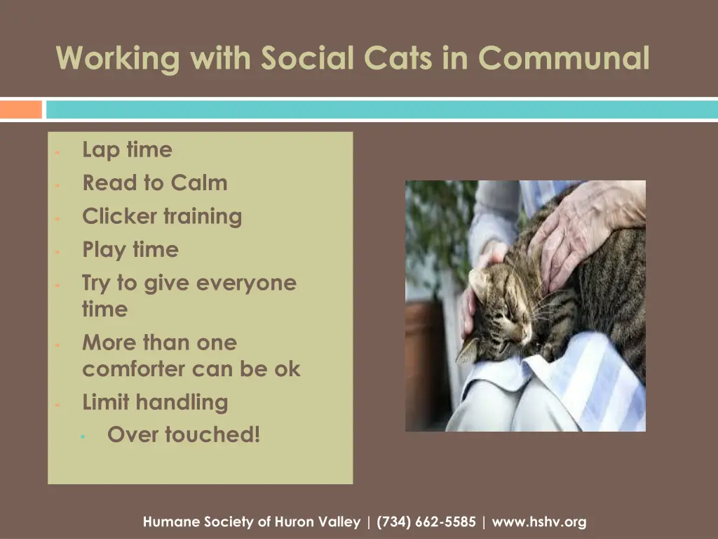 working with social cats in communal