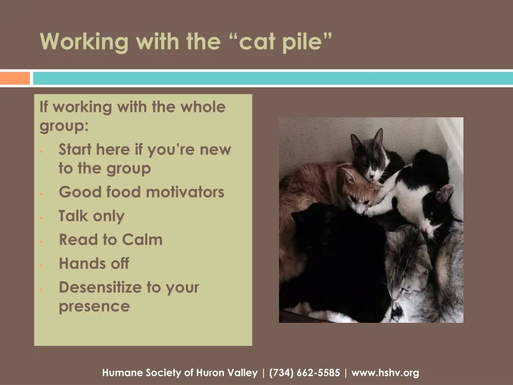 working with the cat pile