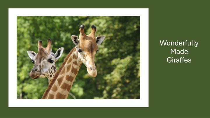 wonderfully made giraffes