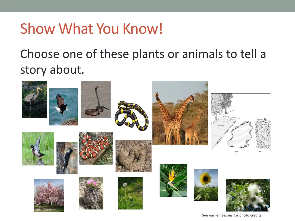 show what you know