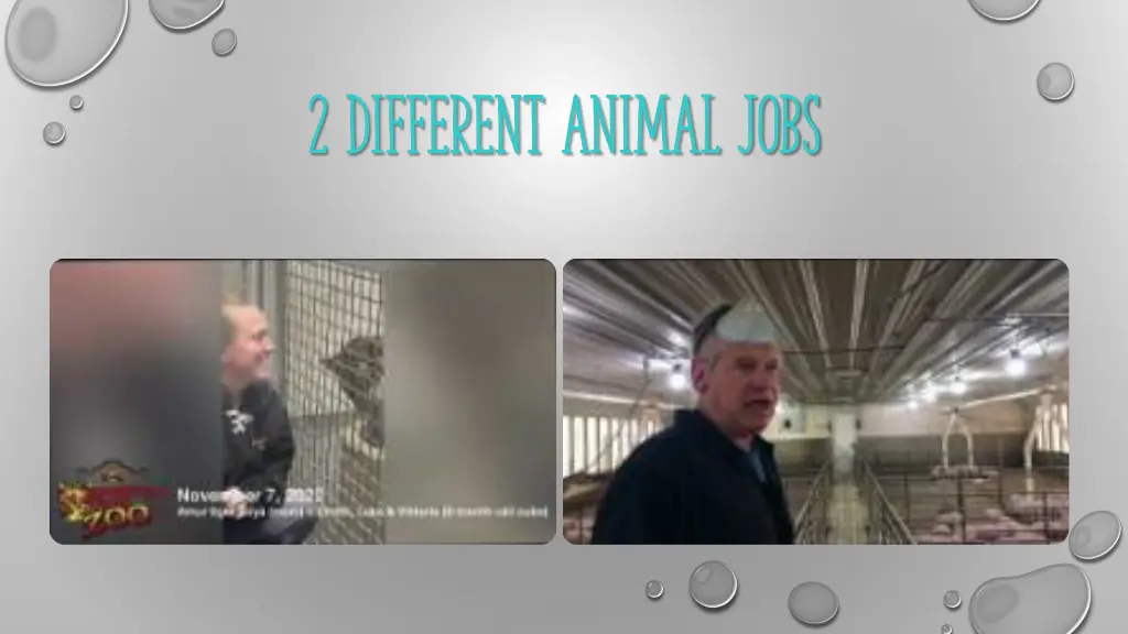 2 different animal jobs