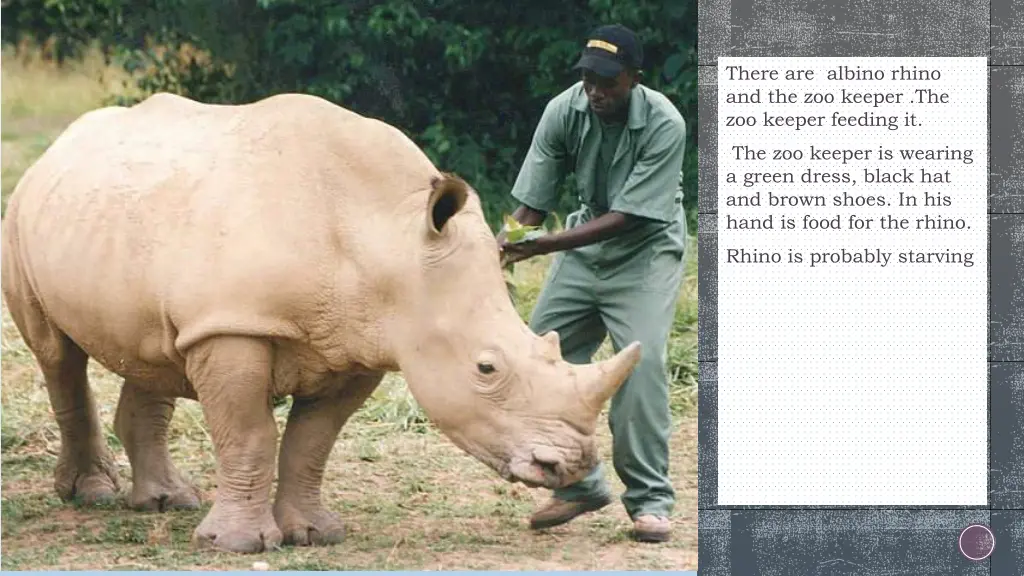 there are albino rhino and the zoo keeper