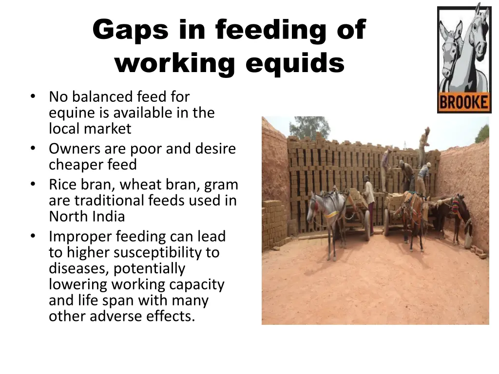 gaps in feeding of working equids no balanced