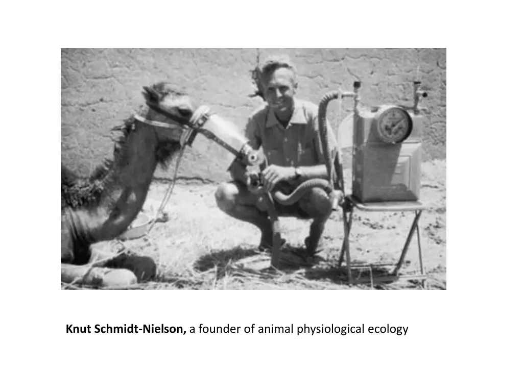 knut schmidt nielson a founder of animal