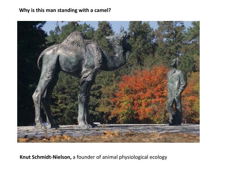 why is this man standing with a camel
