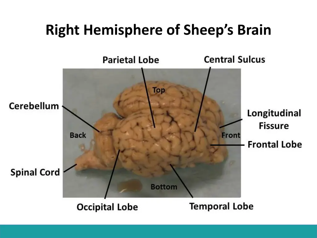 right hemisphere of sheep s brain