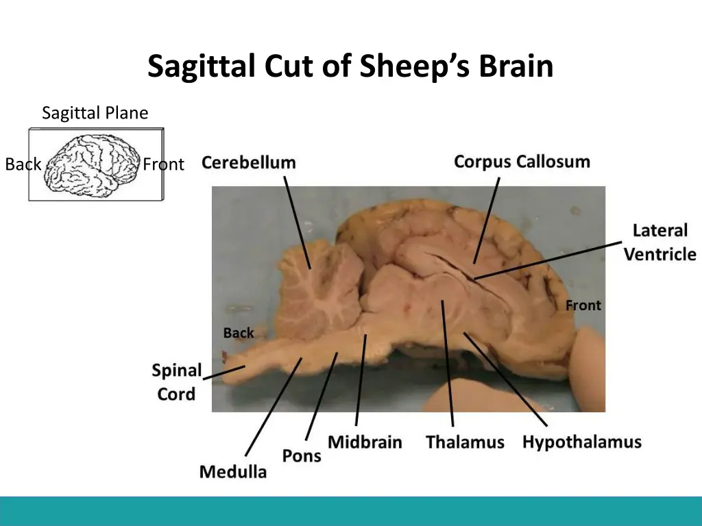 sagittal cut of sheep s brain