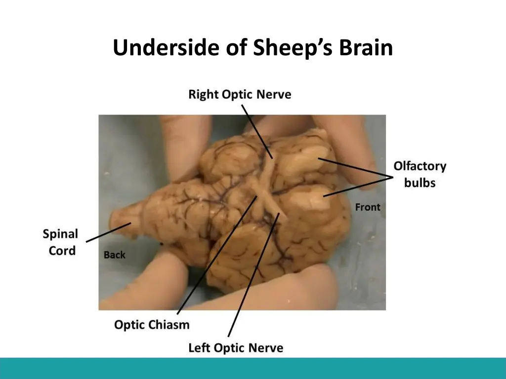 underside of sheep s brain