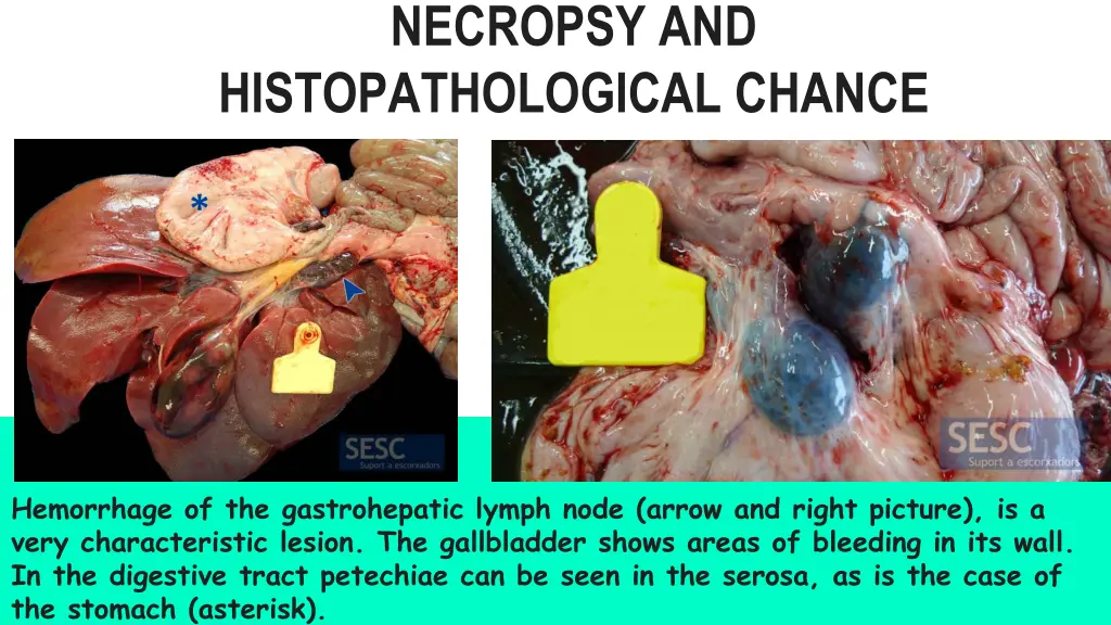 necropsy and histopathological chance