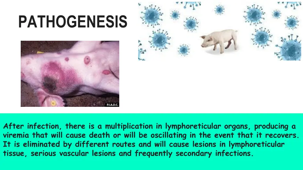 pathogenesis