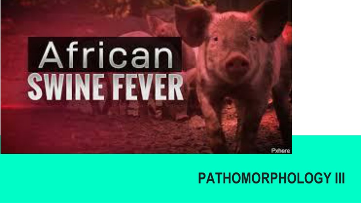 pathomorphology iii