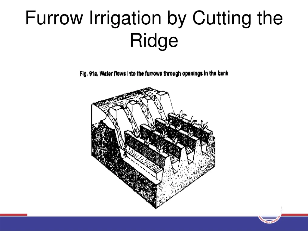 furrow irrigation by cutting the ridge