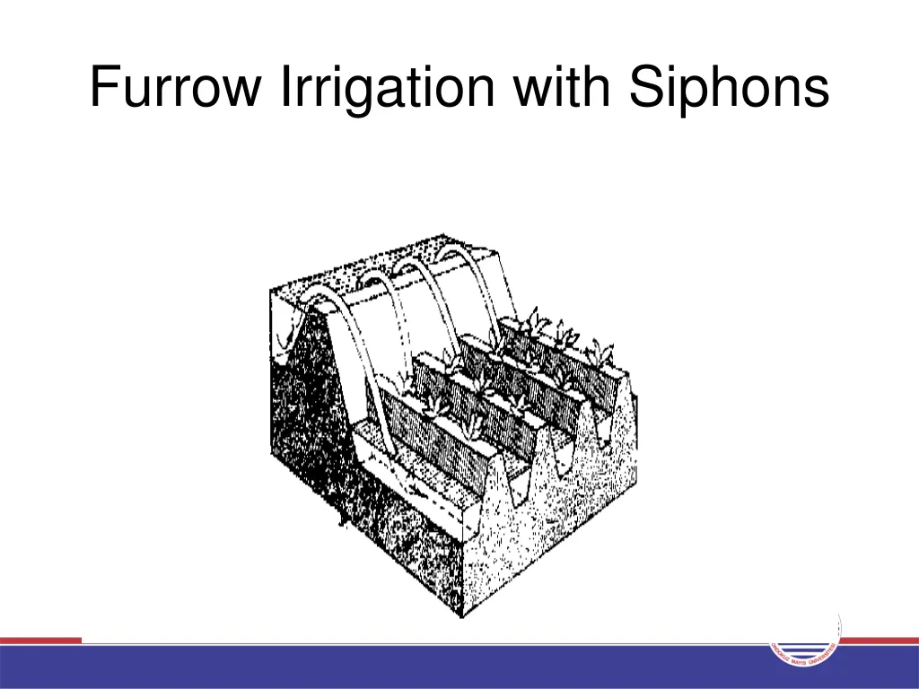 furrow irrigation with siphons