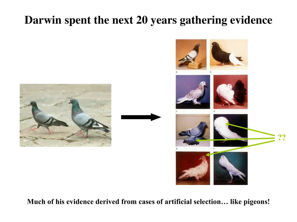 darwin spent the next 20 years gathering evidence