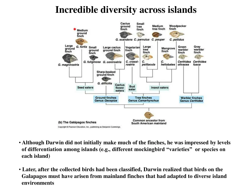 incredible diversity across islands