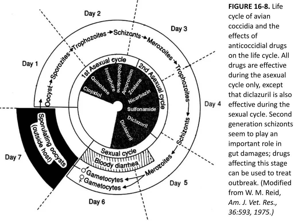 figure 16 8 life cycle of avian coccidia