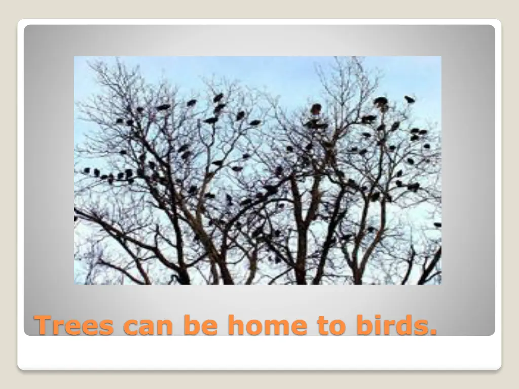 trees can be home to birds