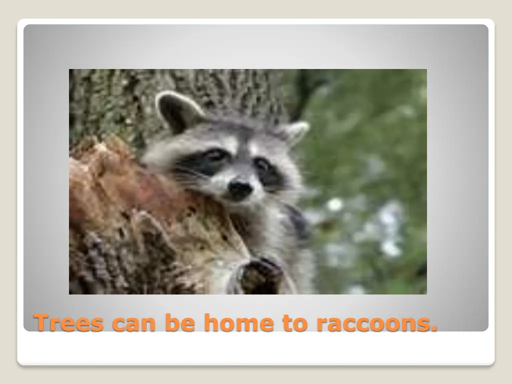 trees can be home to raccoons