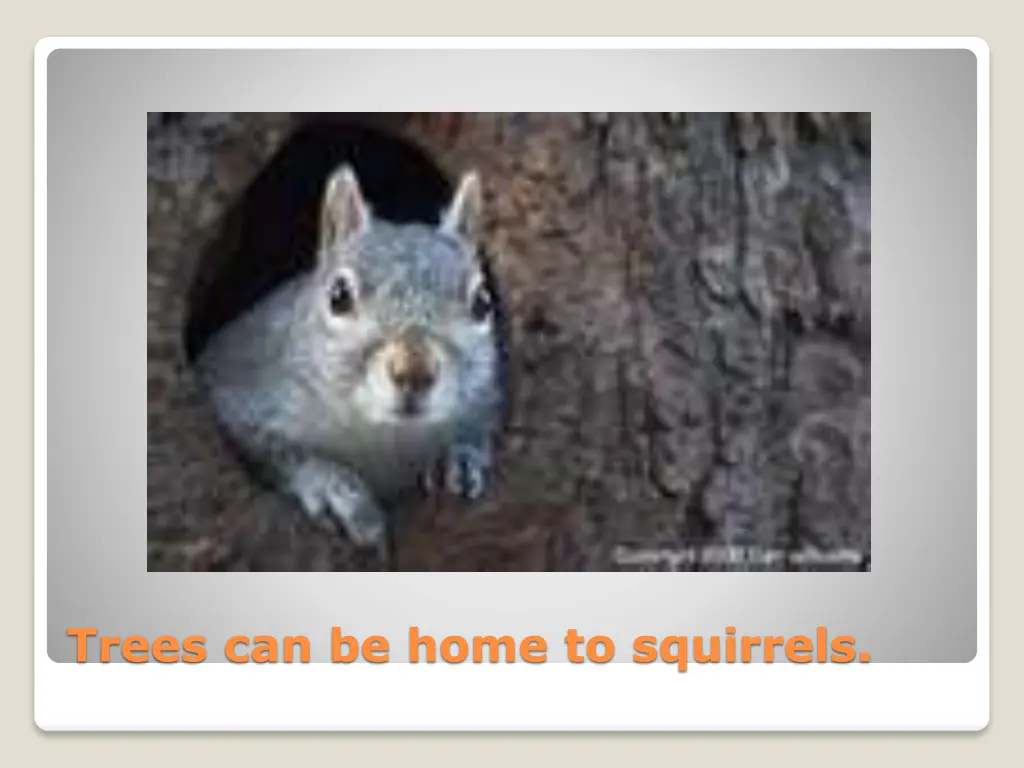 trees can be home to squirrels