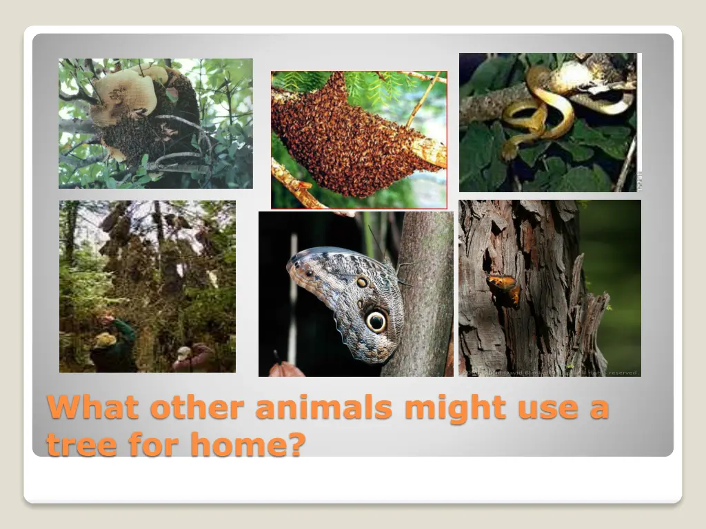 what other animals might use a tree for home