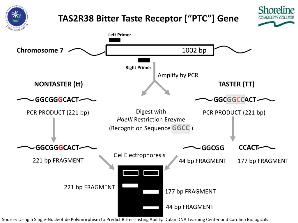 tas2r38 bitter taste receptor ptc gene