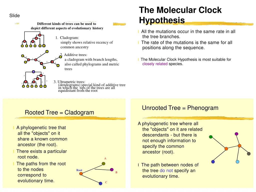 the molecular clock hypothesis
