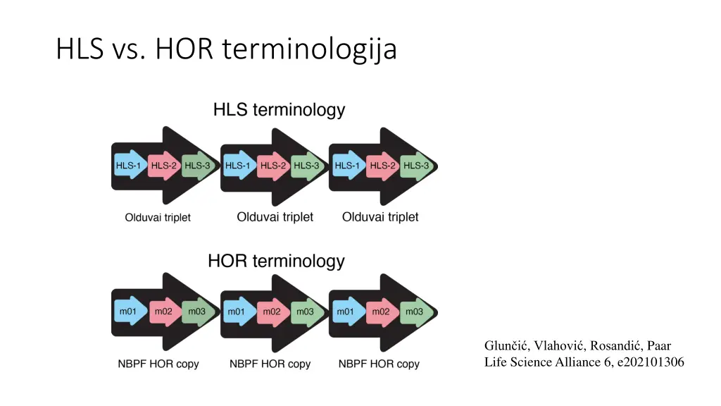 hls vs hor terminologija