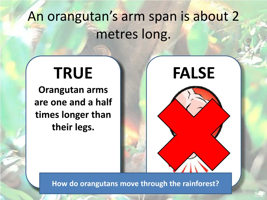 an orangutan s arm span is about 2 metres long