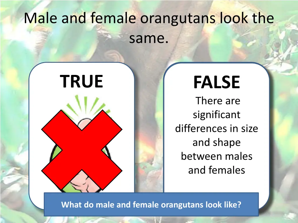 male and female orangutans look the same