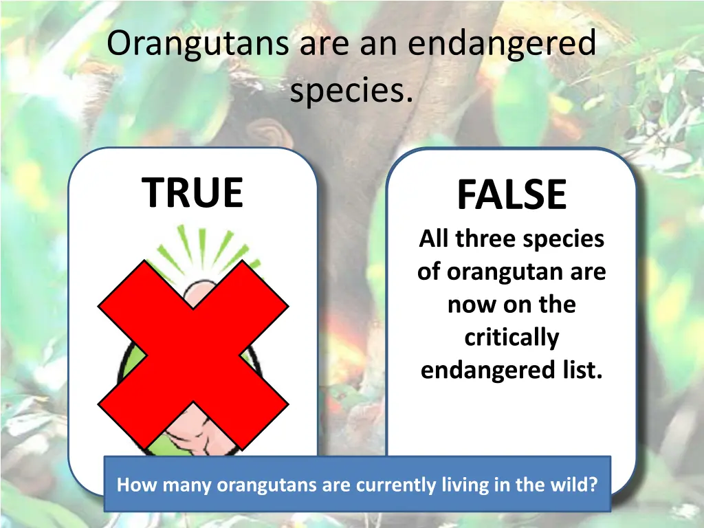 orangutans are an endangered species