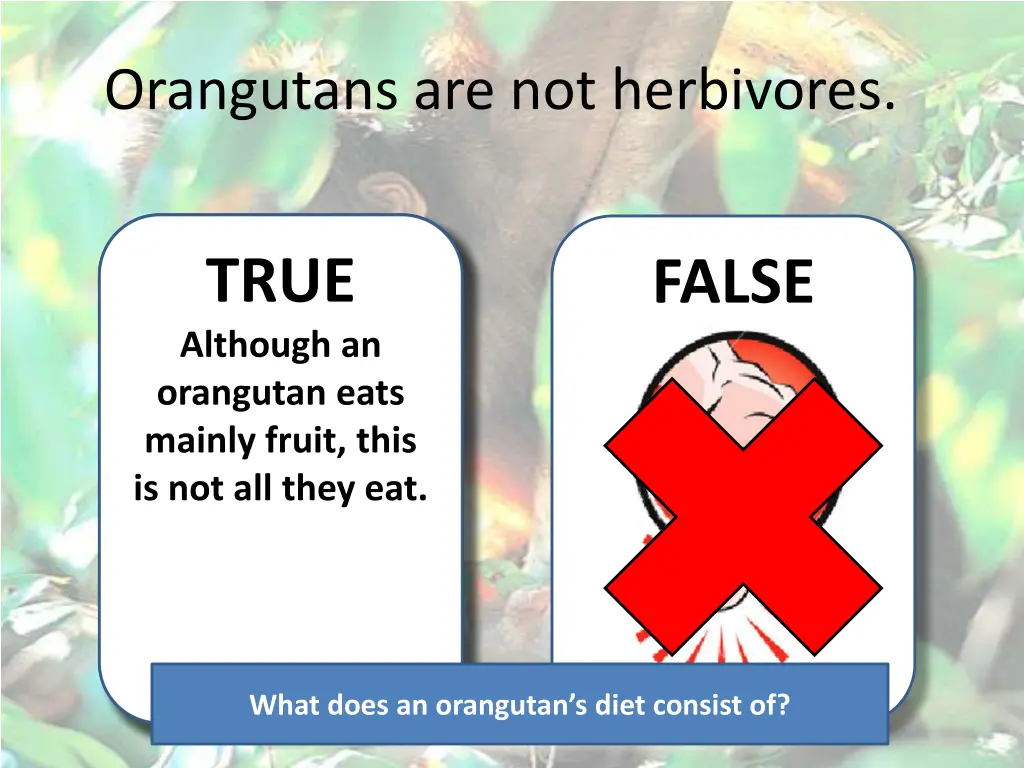 orangutans are not herbivores