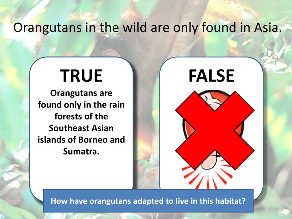 orangutans in the wild are only found in asia