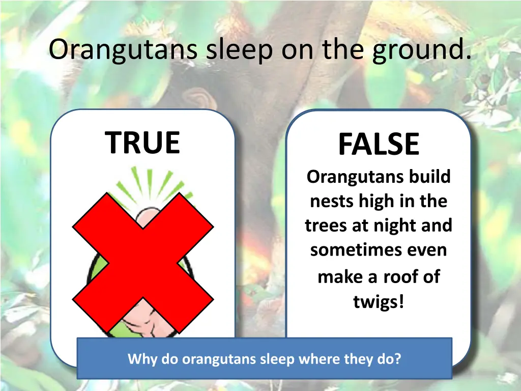 orangutans sleep on the ground