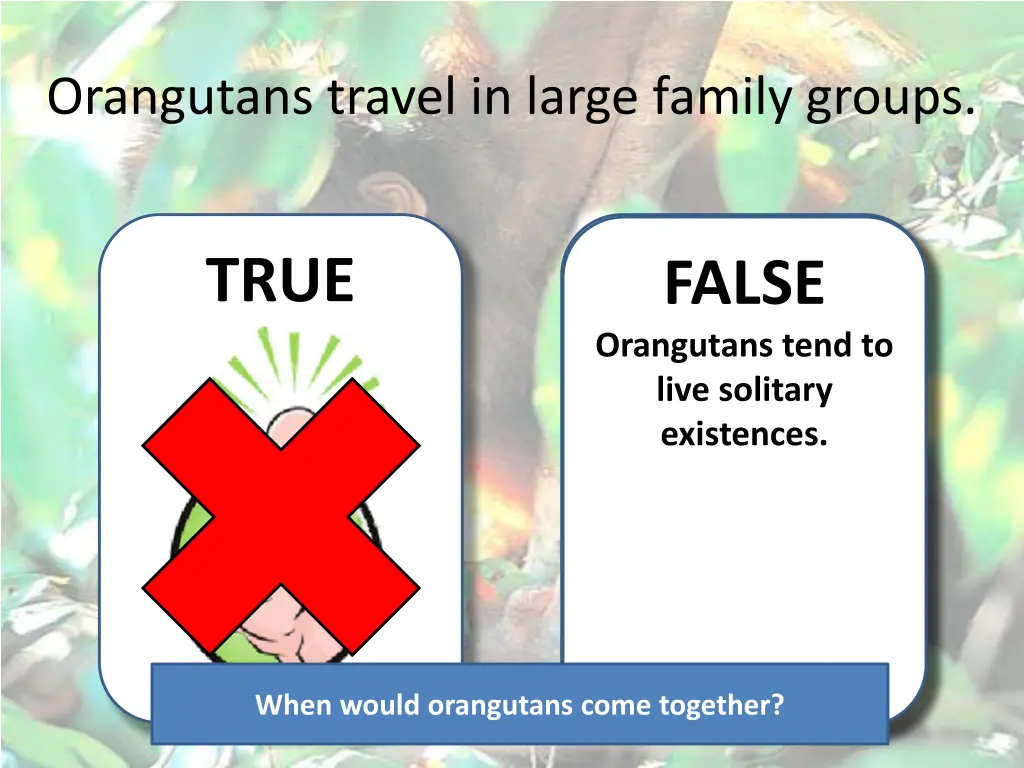 orangutans travel in large family groups