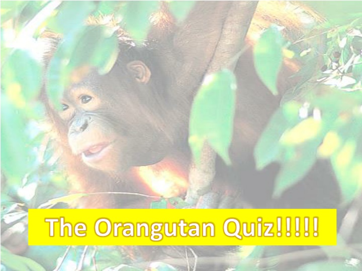the orangutan quiz