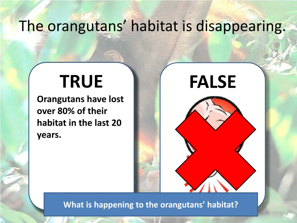 the orangutans habitat is disappearing