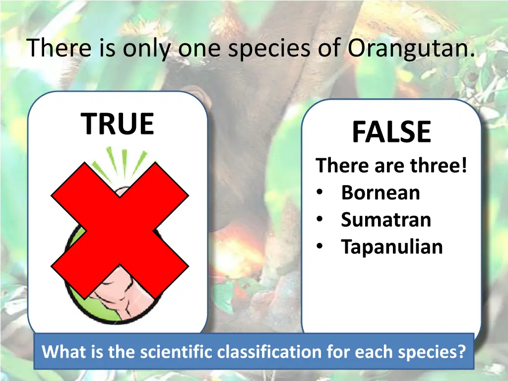 there is only one species of orangutan