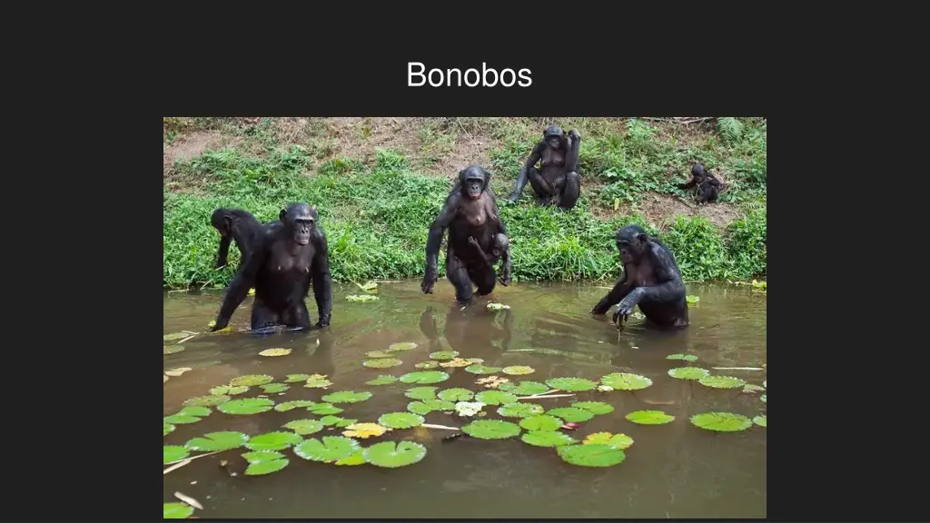 bonobos